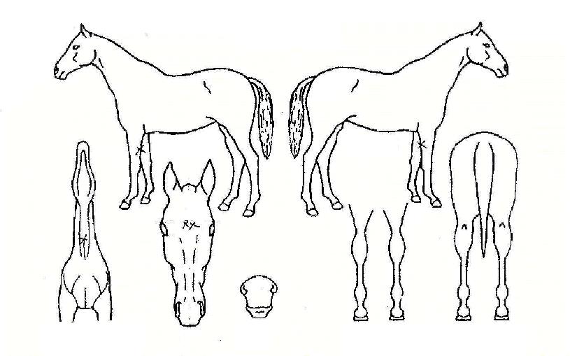 ÆÛÆåÆ®ÀÇ Ãø¸é,¿ì¸é,µÞ¸é,µÎ»ó,´Ù¸®ÀÇ Æ¯Â¡µµÇØ