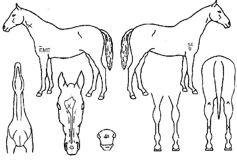 ¹«¿ìÀÇ Ãø¸é,¿ì¸é,µÞ¸é,µÎ»ó,´Ù¸®ÀÇ Æ¯Â¡µµÇØ