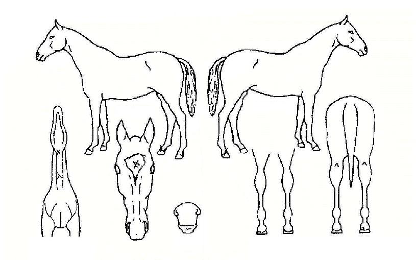 ¿ì½Â¿©½ÅÀÇ Ãø¸é,¿ì¸é,µÞ¸é,µÎ»ó,´Ù¸®ÀÇ Æ¯Â¡µµÇØ