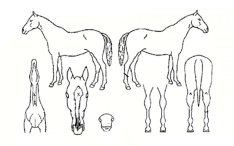 »ç·®µµÀÇ Ãø¸é,¿ì¸é,µÞ¸é,µÎ»ó,´Ù¸®ÀÇ Æ¯Â¡µµÇØ