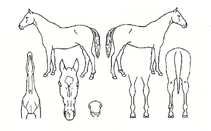 ¶ó½ºÆ®È÷¾î·ÎÀÇ Ãø¸é,¿ì¸é,µÞ¸é,µÎ»ó,´Ù¸®ÀÇ Æ¯Â¡µµÇØ