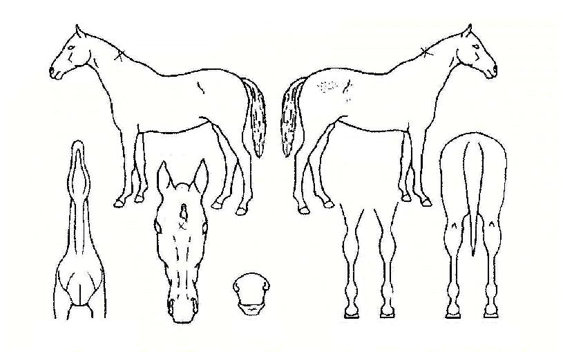 ¹ÏÀ¸¸¶ÀÇ Ãø¸é,¿ì¸é,µÞ¸é,µÎ»ó,´Ù¸®ÀÇ Æ¯Â¡µµÇØ