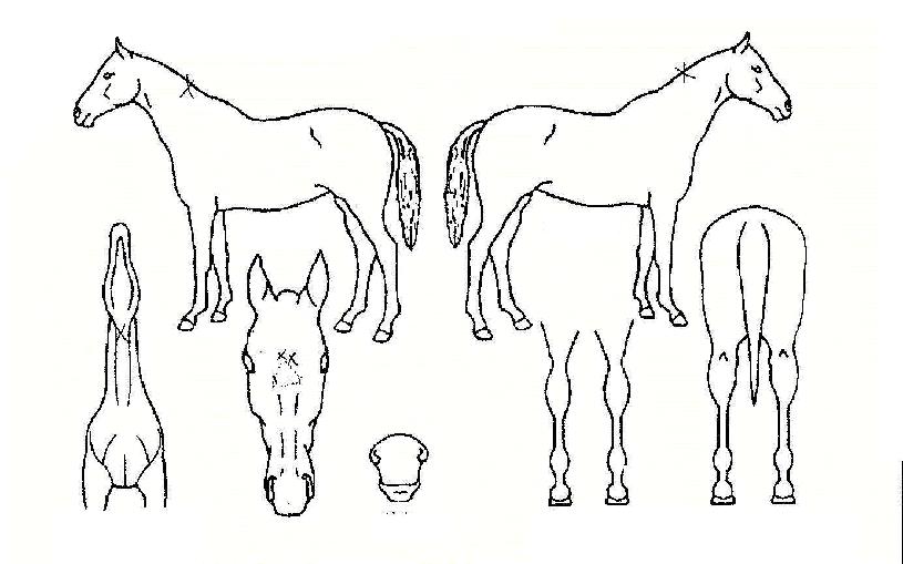 ±¤ÇÑ·çÀÇ Ãø¸é,¿ì¸é,µÞ¸é,µÎ»ó,´Ù¸®ÀÇ Æ¯Â¡µµÇØ