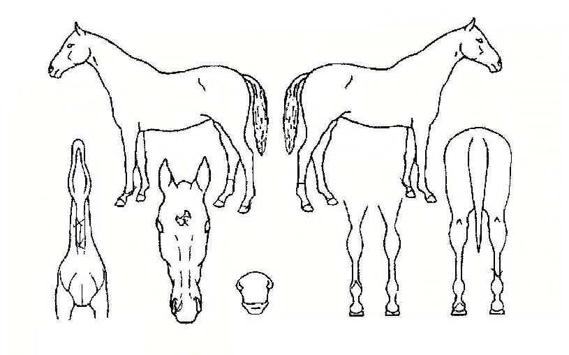 ÇÖ½ºÆÌÀÇ Ãø¸é,¿ì¸é,µÞ¸é,µÎ»ó,´Ù¸®ÀÇ Æ¯Â¡µµÇØ