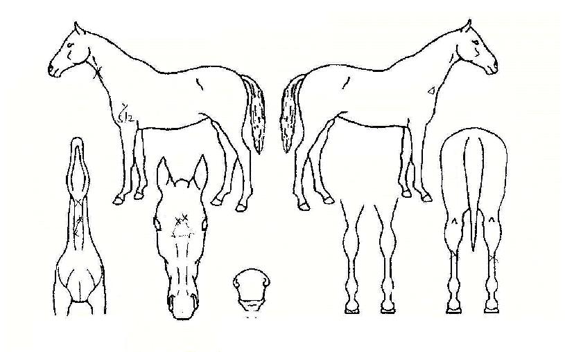 ¿ä¼ú°øÁÖÀÇ Ãø¸é,¿ì¸é,µÞ¸é,µÎ»ó,´Ù¸®ÀÇ Æ¯Â¡µµÇØ