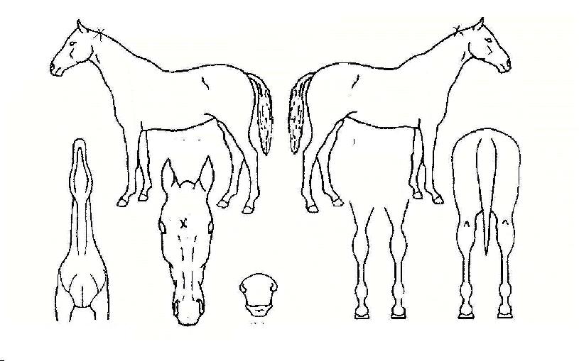 ¹«Çѵµ¾àÀÇ Ãø¸é,¿ì¸é,µÞ¸é,µÎ»ó,´Ù¸®ÀÇ Æ¯Â¡µµÇØ