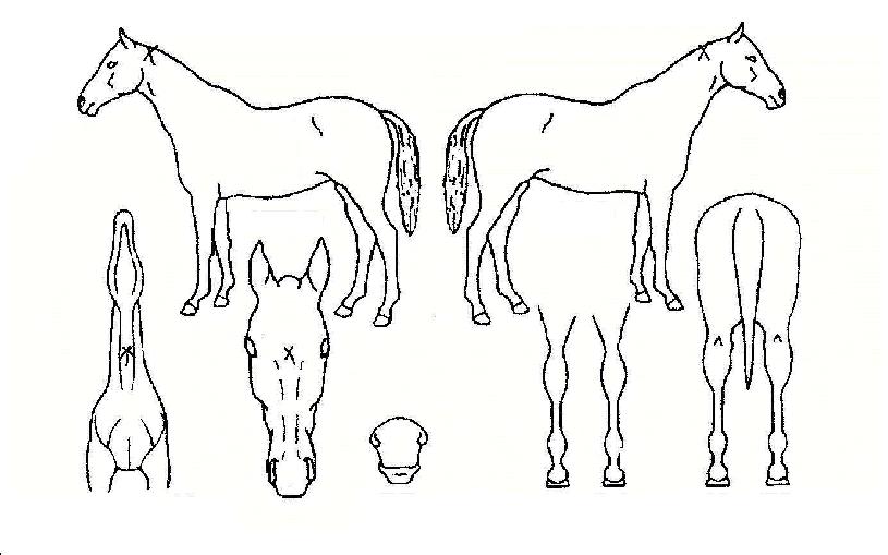 ¹é¿µ¼ºÀÇ Ãø¸é,¿ì¸é,µÞ¸é,µÎ»ó,´Ù¸®ÀÇ Æ¯Â¡µµÇØ