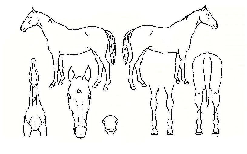 ÀÏ¿ù½ÅÀÇ Ãø¸é,¿ì¸é,µÞ¸é,µÎ»ó,´Ù¸®ÀÇ Æ¯Â¡µµÇØ