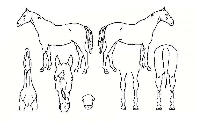 Ȳ±Ýâ°íÀÇ Ãø¸é,¿ì¸é,µÞ¸é,µÎ»ó,´Ù¸®ÀÇ Æ¯Â¡µµÇØ