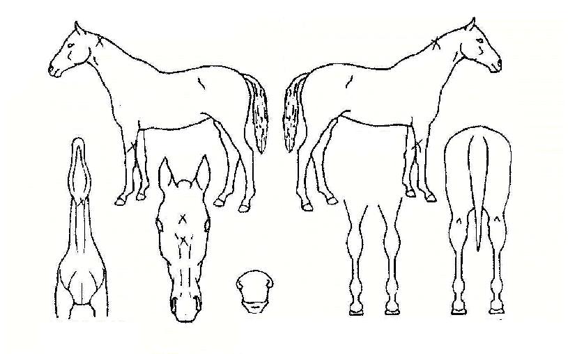 ¿¡¾î·ÎİÀÇ Ãø¸é,¿ì¸é,µÞ¸é,µÎ»ó,´Ù¸®ÀÇ Æ¯Â¡µµÇØ