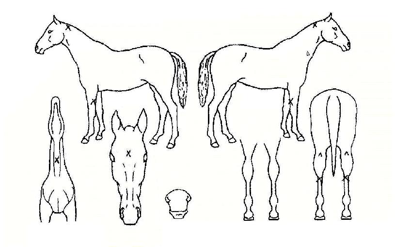 ºÏ±¤ÀÇ Ãø¸é,¿ì¸é,µÞ¸é,µÎ»ó,´Ù¸®ÀÇ Æ¯Â¡µµÇØ