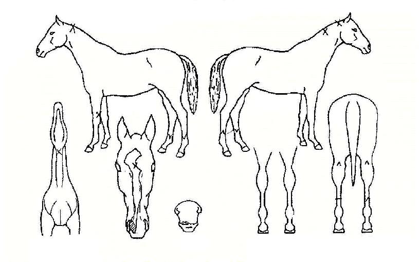 ÃÖ°¹«ÆÐÀÇ Ãø¸é,¿ì¸é,µÞ¸é,µÎ»ó,´Ù¸®ÀÇ Æ¯Â¡µµÇØ