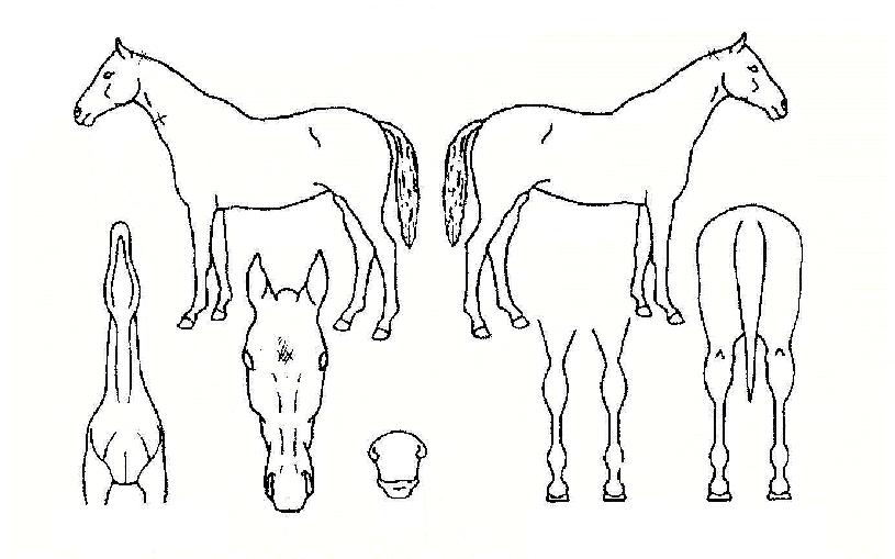 ³ªÀÌÆ®ÇǹöÀÇ Ãø¸é,¿ì¸é,µÞ¸é,µÎ»ó,´Ù¸®ÀÇ Æ¯Â¡µµÇØ