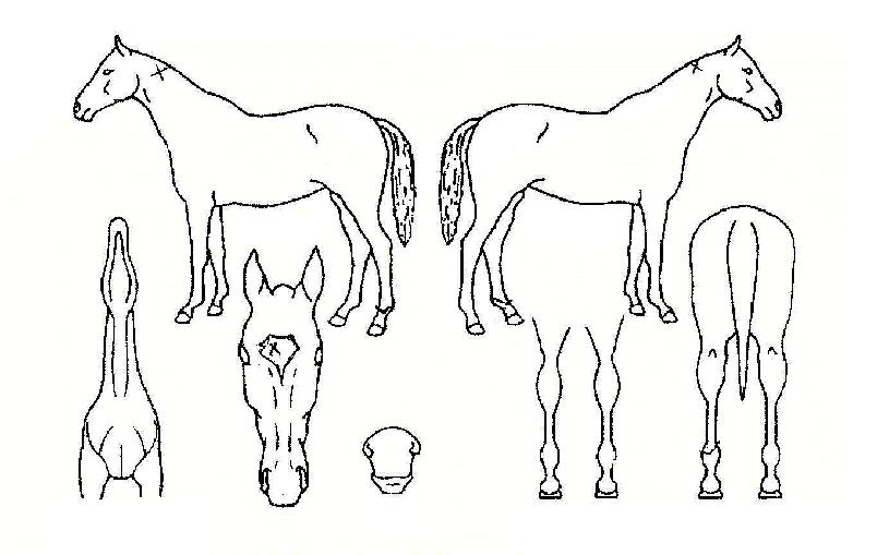 ¹«Àû½ÅÈÀÇ Ãø¸é,¿ì¸é,µÞ¸é,µÎ»ó,´Ù¸®ÀÇ Æ¯Â¡µµÇØ