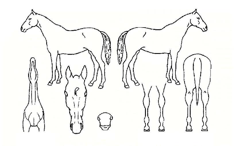 žç°ú¹Ù¶÷ÀÇ Ãø¸é,¿ì¸é,µÞ¸é,µÎ»ó,´Ù¸®ÀÇ Æ¯Â¡µµÇØ