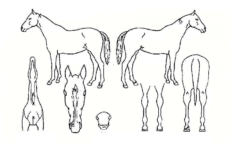 ¹ø°³°°ÀÌÀÚ¸¶ÀÇ Ãø¸é,¿ì¸é,µÞ¸é,µÎ»ó,´Ù¸®ÀÇ Æ¯Â¡µµÇØ