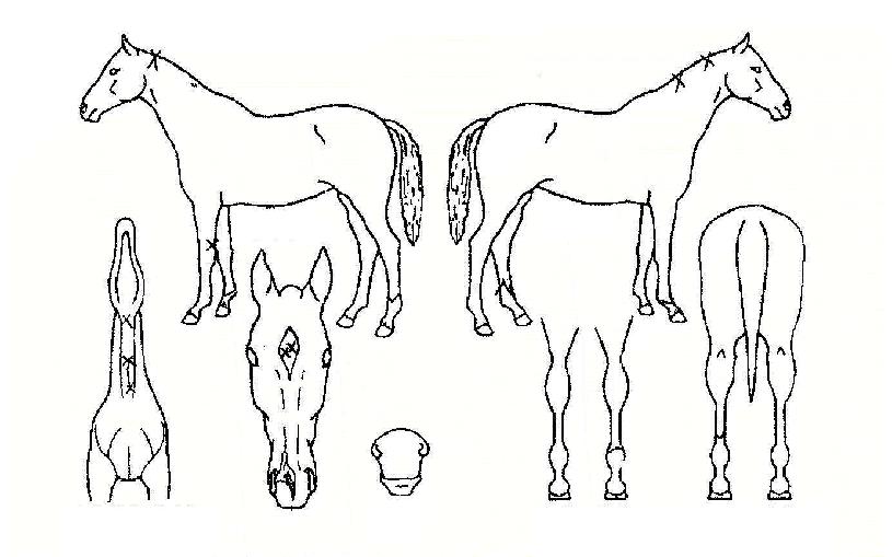 Áö¹èÀÚÀÇ Ãø¸é,¿ì¸é,µÞ¸é,µÎ»ó,´Ù¸®ÀÇ Æ¯Â¡µµÇØ