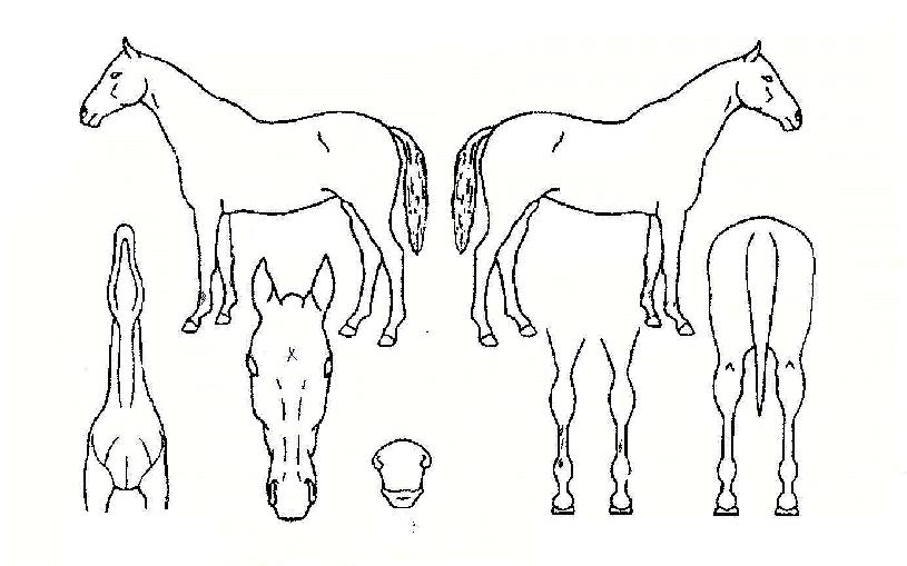 ÇÏ¿îÀÇ Ãø¸é,¿ì¸é,µÞ¸é,µÎ»ó,´Ù¸®ÀÇ Æ¯Â¡µµÇØ