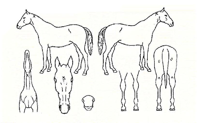 ·¹µå¿À¼ÇÀÇ Ãø¸é,¿ì¸é,µÞ¸é,µÎ»ó,´Ù¸®ÀÇ Æ¯Â¡µµÇØ