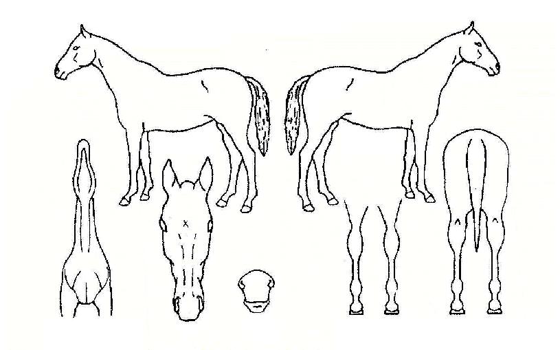 ÆÐ¹Ð¸®ÆÄƼÀÇ Ãø¸é,¿ì¸é,µÞ¸é,µÎ»ó,´Ù¸®ÀÇ Æ¯Â¡µµÇØ