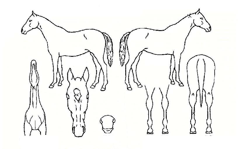 ½º¸¶ÀÏ¿£Á©ÀÇ Ãø¸é,¿ì¸é,µÞ¸é,µÎ»ó,´Ù¸®ÀÇ Æ¯Â¡µµÇØ