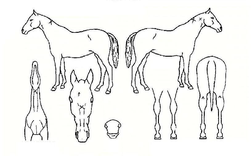 ¿ì½ÂÂù°¡ÀÇ Ãø¸é,¿ì¸é,µÞ¸é,µÎ»ó,´Ù¸®ÀÇ Æ¯Â¡µµÇØ