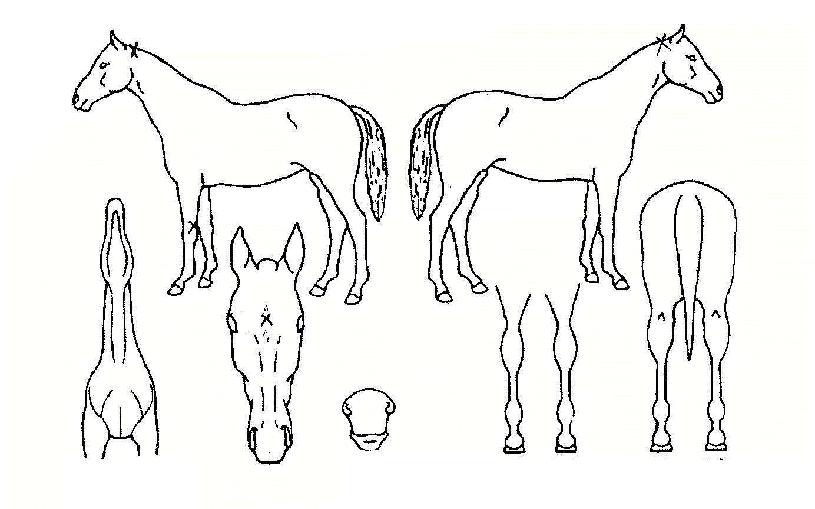 ¼ÇØÀÏÈ£ÀÇ Ãø¸é,¿ì¸é,µÞ¸é,µÎ»ó,´Ù¸®ÀÇ Æ¯Â¡µµÇØ