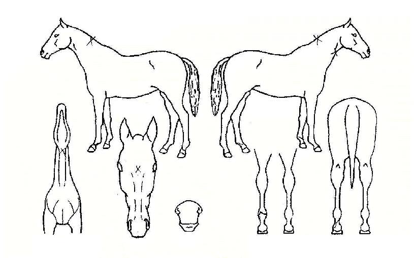 ÇÑÇ÷À¯¼ºÀÇ Ãø¸é,¿ì¸é,µÞ¸é,µÎ»ó,´Ù¸®ÀÇ Æ¯Â¡µµÇØ