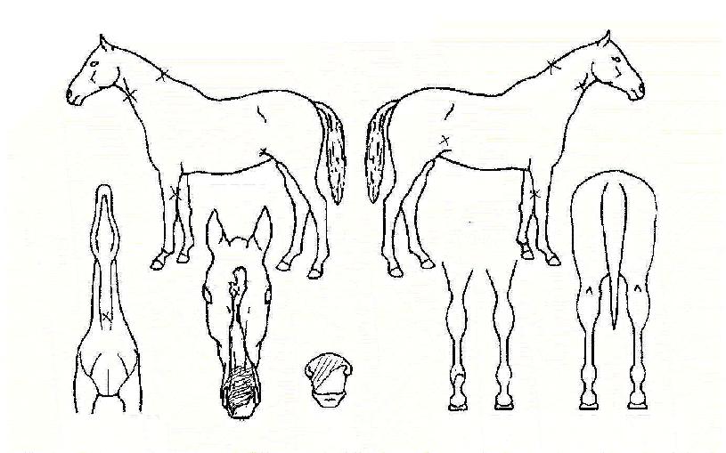 ¹«½ÉÁöµµÀÇ Ãø¸é,¿ì¸é,µÞ¸é,µÎ»ó,´Ù¸®ÀÇ Æ¯Â¡µµÇØ