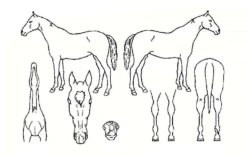 ¿¡³ÊÁöºöÀÇ Ãø¸é,¿ì¸é,µÞ¸é,µÎ»ó,´Ù¸®ÀÇ Æ¯Â¡µµÇØ