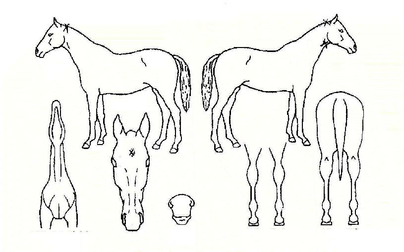 °¥»ö°ÅžÀÇ Ãø¸é,¿ì¸é,µÞ¸é,µÎ»ó,´Ù¸®ÀÇ Æ¯Â¡µµÇØ