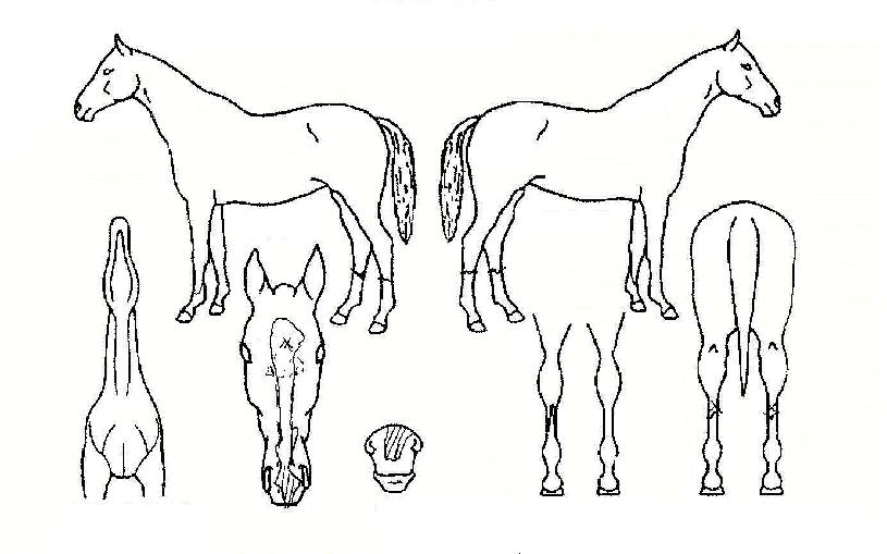 ¾î¿ï¸²¹Ù´ÙÀÇ Ãø¸é,¿ì¸é,µÞ¸é,µÎ»ó,´Ù¸®ÀÇ Æ¯Â¡µµÇØ