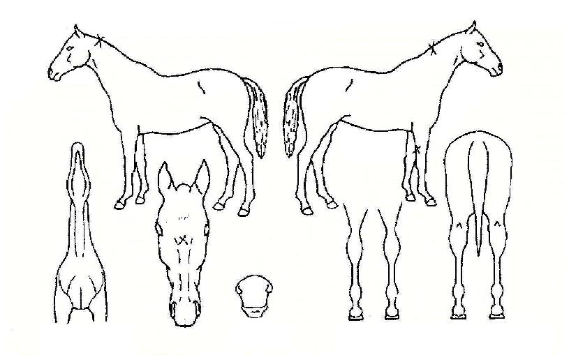 ½ºÆ®¶óÀÌÄ¿ÀÇ Ãø¸é,¿ì¸é,µÞ¸é,µÎ»ó,´Ù¸®ÀÇ Æ¯Â¡µµÇØ