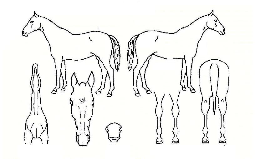 ´õ±×·ë¸ÅÁ÷ÀÇ Ãø¸é,¿ì¸é,µÞ¸é,µÎ»ó,´Ù¸®ÀÇ Æ¯Â¡µµÇØ