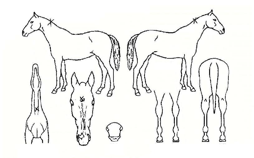 ¸ÓÅ¥¸®ÀÇ Ãø¸é,¿ì¸é,µÞ¸é,µÎ»ó,´Ù¸®ÀÇ Æ¯Â¡µµÇØ