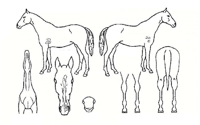 À§¼¼µîµîÀÇ Ãø¸é,¿ì¸é,µÞ¸é,µÎ»ó,´Ù¸®ÀÇ Æ¯Â¡µµÇØ