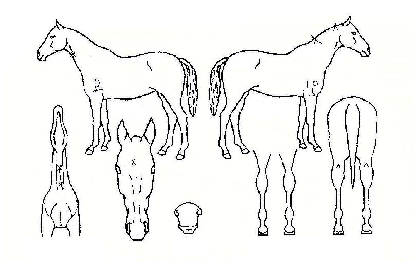 ½ÃÃß¼±ÀÇ Ãø¸é,¿ì¸é,µÞ¸é,µÎ»ó,´Ù¸®ÀÇ Æ¯Â¡µµÇØ