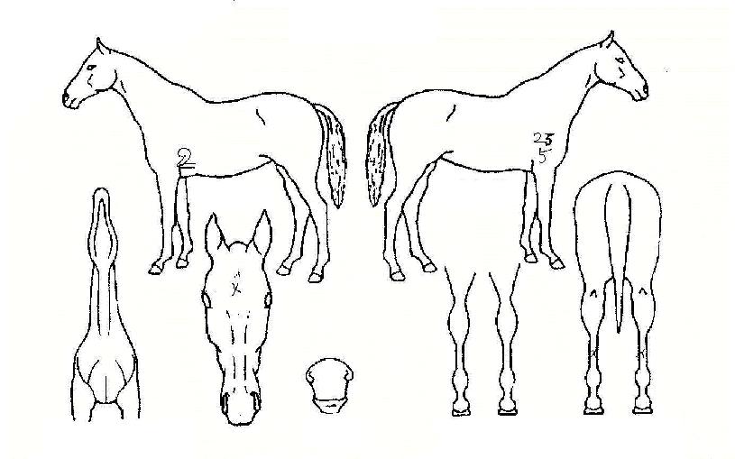 ºÒ²ÉÁÖÀÚÀÇ Ãø¸é,¿ì¸é,µÞ¸é,µÎ»ó,´Ù¸®ÀÇ Æ¯Â¡µµÇØ