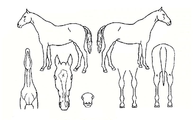 ´õ±×·ë½ºÅ¸ÀÇ Ãø¸é,¿ì¸é,µÞ¸é,µÎ»ó,´Ù¸®ÀÇ Æ¯Â¡µµÇØ