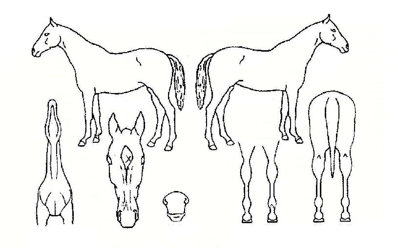 Ž¶ó¿µ¿õÀÇ Ãø¸é,¿ì¸é,µÞ¸é,µÎ»ó,´Ù¸®ÀÇ Æ¯Â¡µµÇØ