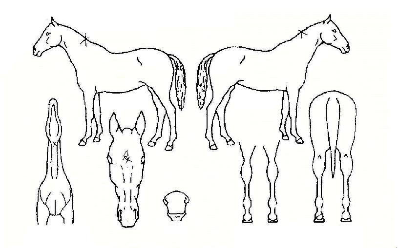 ÇÈÃĺê¶ó¿îÀÇ Ãø¸é,¿ì¸é,µÞ¸é,µÎ»ó,´Ù¸®ÀÇ Æ¯Â¡µµÇØ