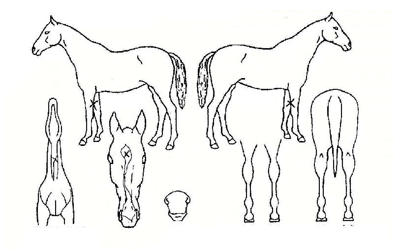 ³ëºí¸ÇÀÇ Ãø¸é,¿ì¸é,µÞ¸é,µÎ»ó,´Ù¸®ÀÇ Æ¯Â¡µµÇØ