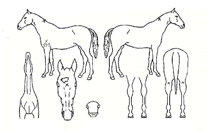 °ÀÚÀǹýÄ¢ÀÇ Ãø¸é,¿ì¸é,µÞ¸é,µÎ»ó,´Ù¸®ÀÇ Æ¯Â¡µµÇØ