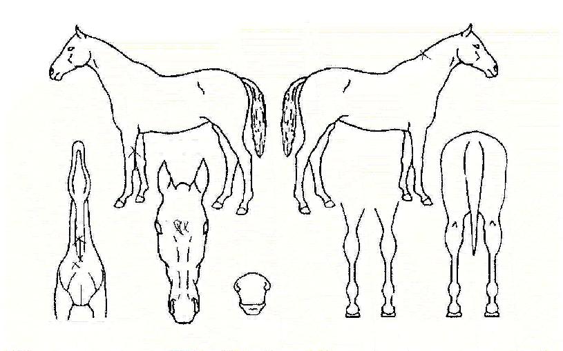 ºí·ç¹êµåÄ®¸àÀÇ Ãø¸é,¿ì¸é,µÞ¸é,µÎ»ó,´Ù¸®ÀÇ Æ¯Â¡µµÇØ