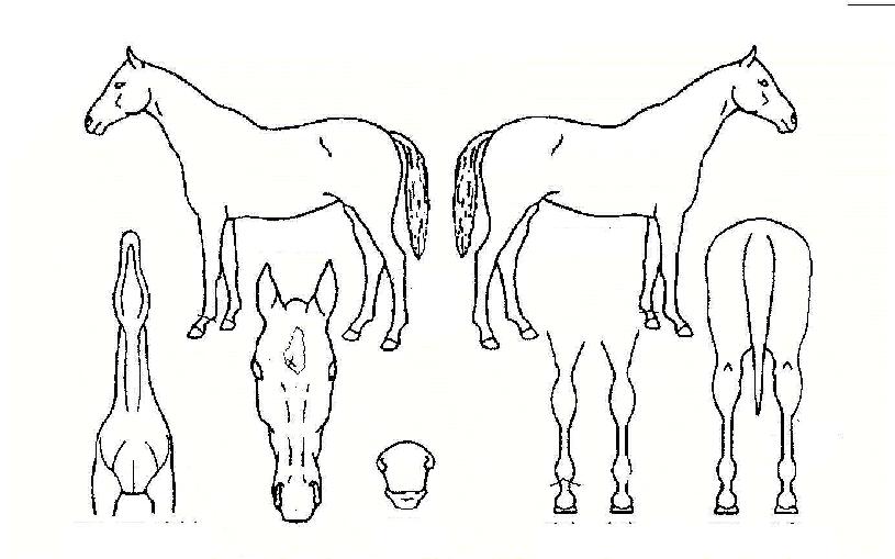 ·¹µå¼±ÀÇ Ãø¸é,¿ì¸é,µÞ¸é,µÎ»ó,´Ù¸®ÀÇ Æ¯Â¡µµÇØ