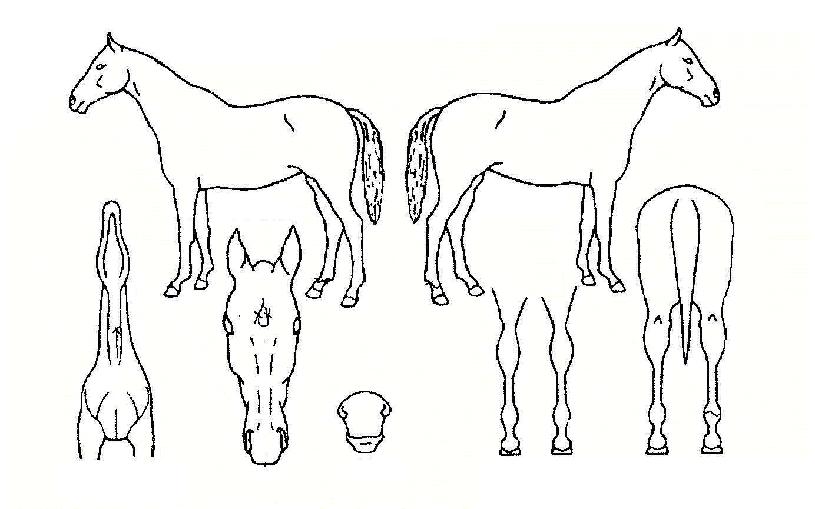 ºóƼÁöÀ̾îÀÚ¸¶ÀÇ Ãø¸é,¿ì¸é,µÞ¸é,µÎ»ó,´Ù¸®ÀÇ Æ¯Â¡µµÇØ