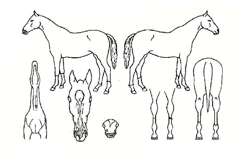 °¡À»ºñÀÇ Ãø¸é,¿ì¸é,µÞ¸é,µÎ»ó,´Ù¸®ÀÇ Æ¯Â¡µµÇØ