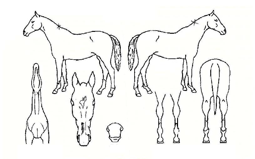 Á¾È¾¹«ÁøÀÇ Ãø¸é,¿ì¸é,µÞ¸é,µÎ»ó,´Ù¸®ÀÇ Æ¯Â¡µµÇØ