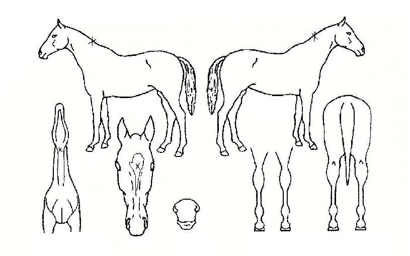 ¹ø°³¼Û¾ÇÀÇ Ãø¸é,¿ì¸é,µÞ¸é,µÎ»ó,´Ù¸®ÀÇ Æ¯Â¡µµÇØ