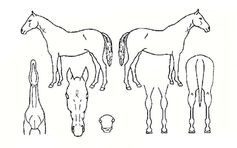 ÇÁ·ÐƼ¾îĸƾÀÇ Ãø¸é,¿ì¸é,µÞ¸é,µÎ»ó,´Ù¸®ÀÇ Æ¯Â¡µµÇØ